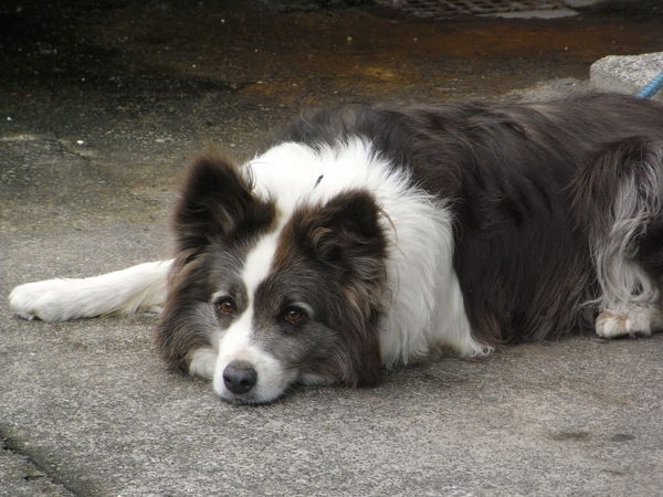 ボールは追わず、伏せて見上げている愛犬