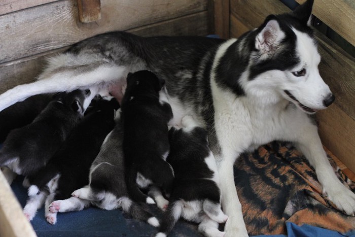 授乳中のハスキー犬の親子