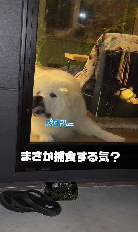 窓をペロッ