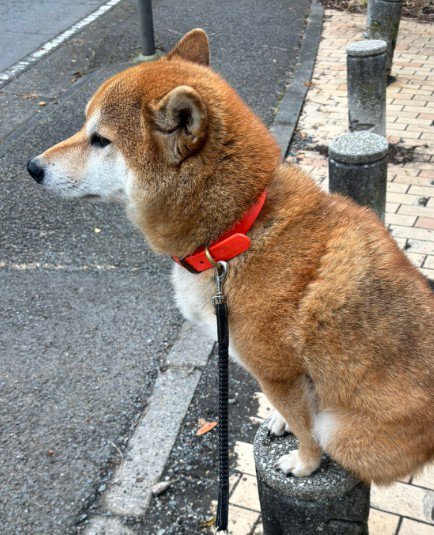 バランス感覚がすごい