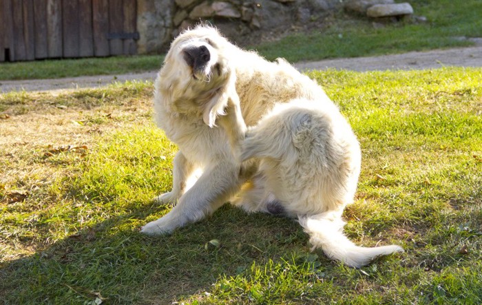 耳をかく犬