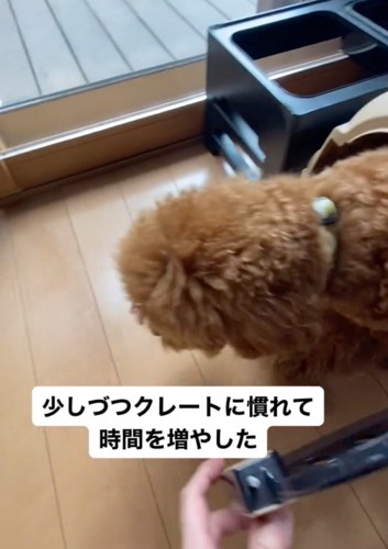 クレートから出てくる犬