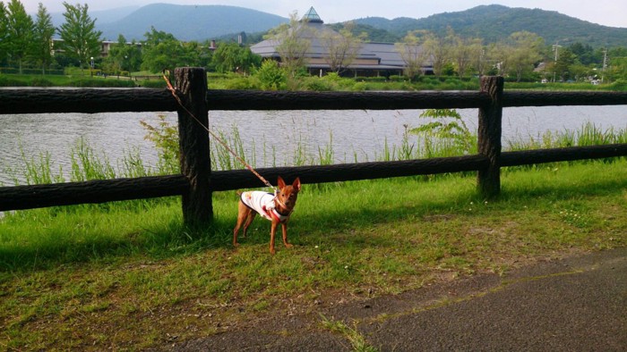 池のある公園のミニピン