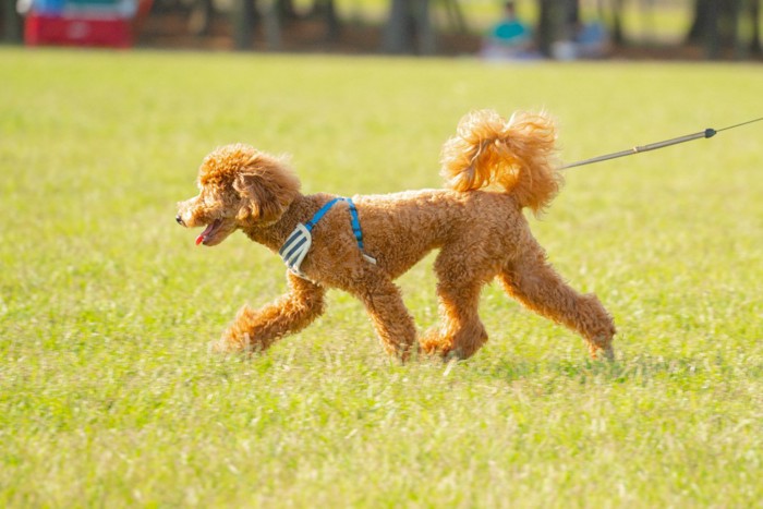 散歩する犬