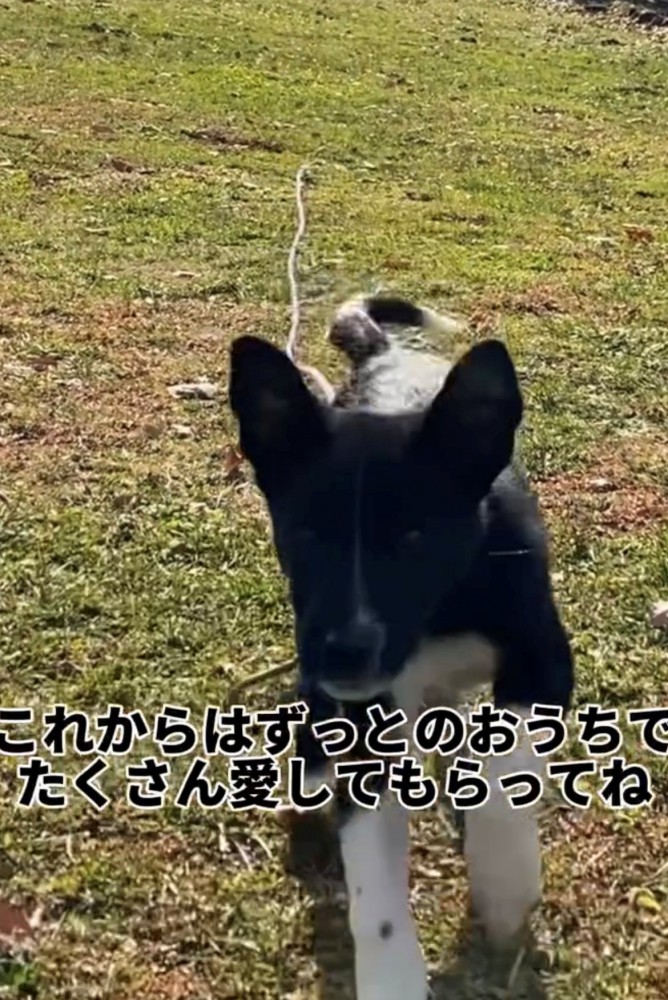 芝生の上を走ってくる犬