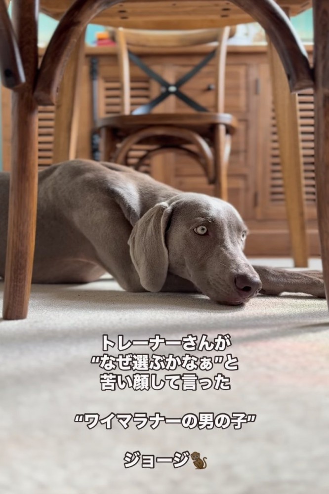 成長した子犬