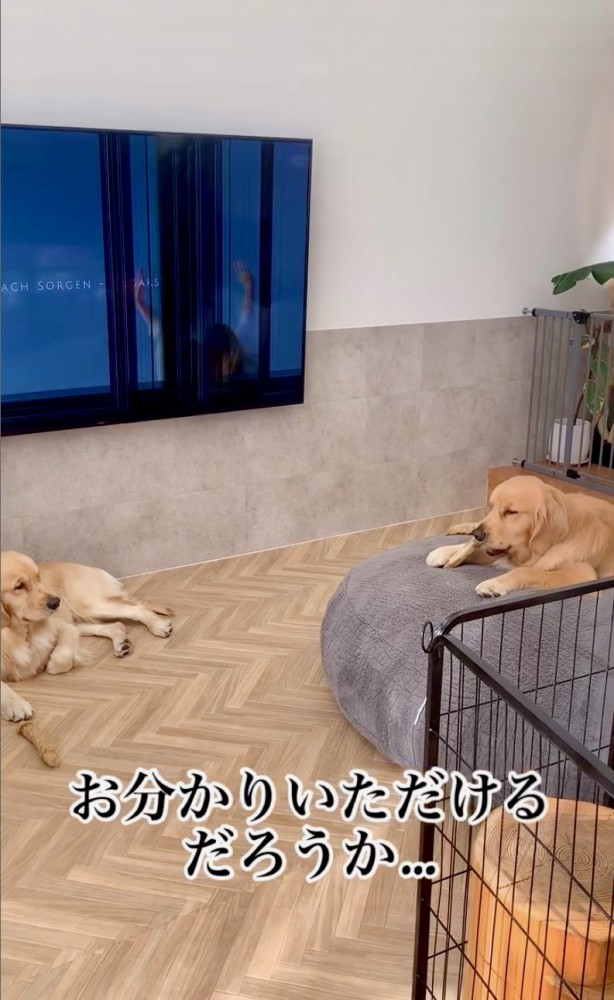 くつろぐ2匹の犬