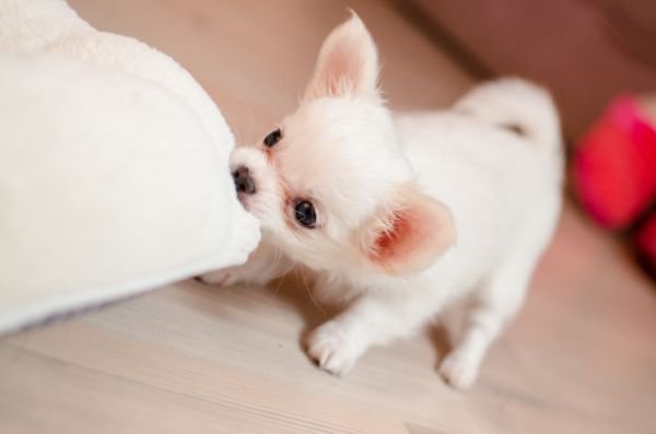 布を引っ張るチワワの子犬