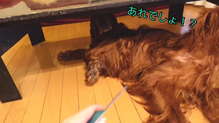 テーブルの下に隠れるカイルくん