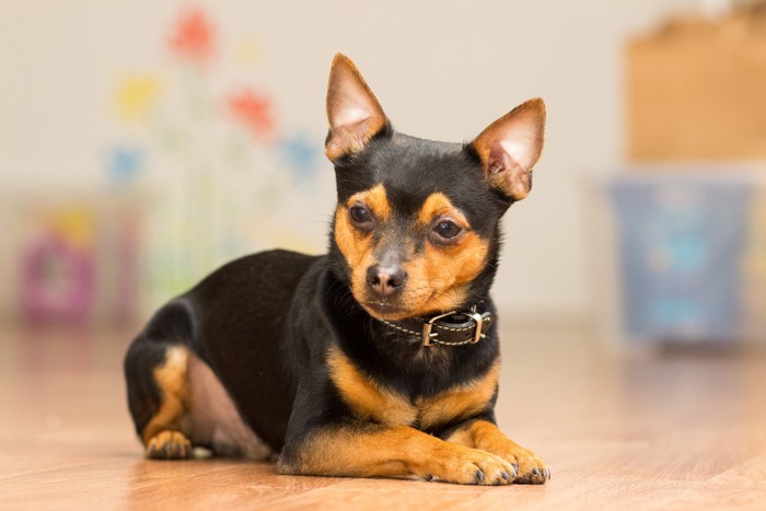 おとなしく床に伏せる小型犬