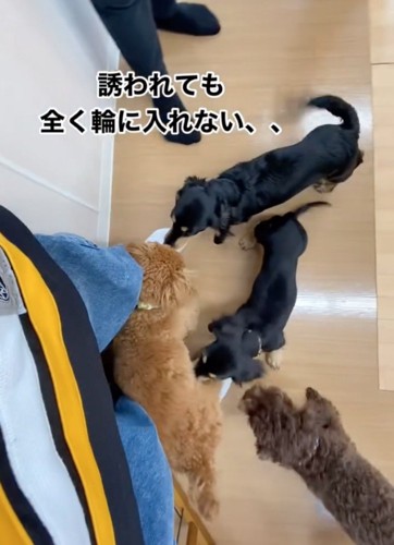 他の犬が誘いにくる