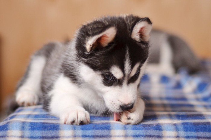 手を舐めるハスキーの子犬