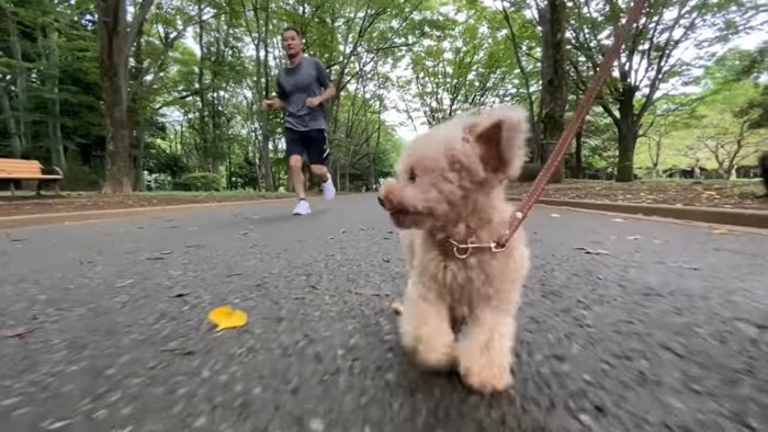 ランニングする人と犬