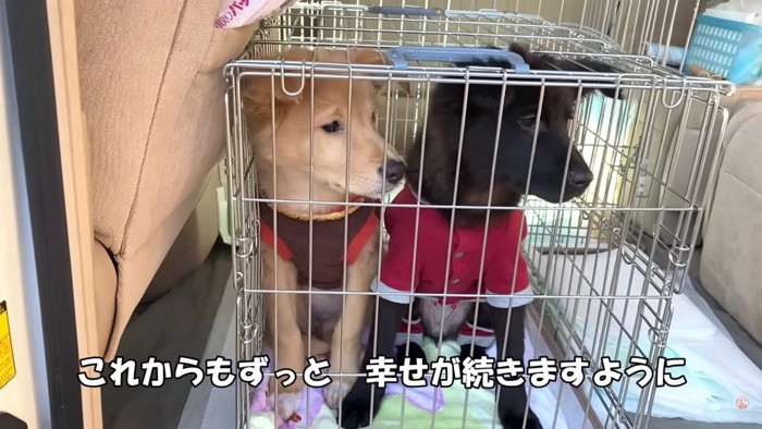 新しい飼い主さんの元へ…