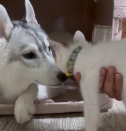 ハスキー