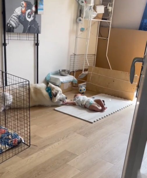 手を舐める犬