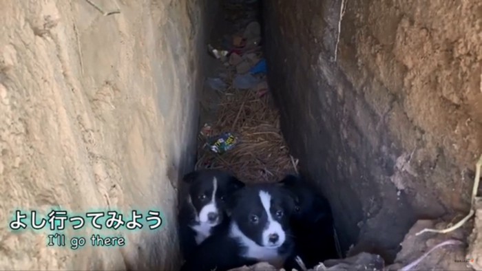 興味が出てきた子犬たち