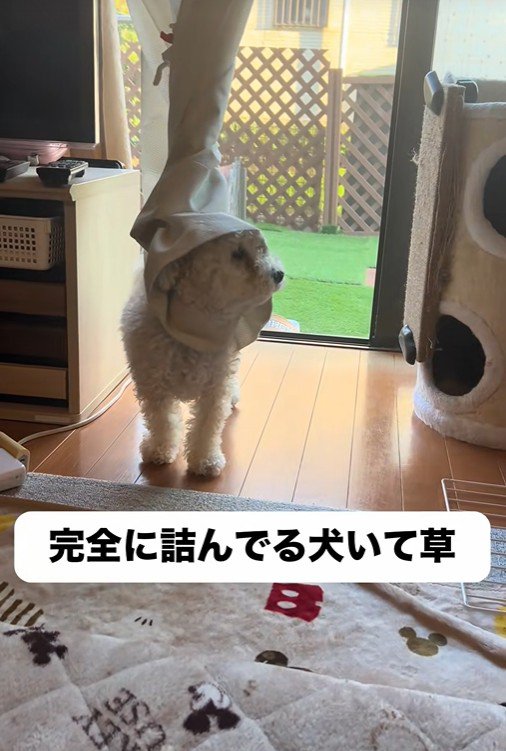 「ダメだ、ほどけない…」