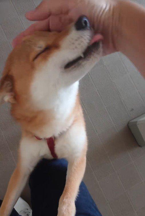 つぶちゃんのお出迎え♡