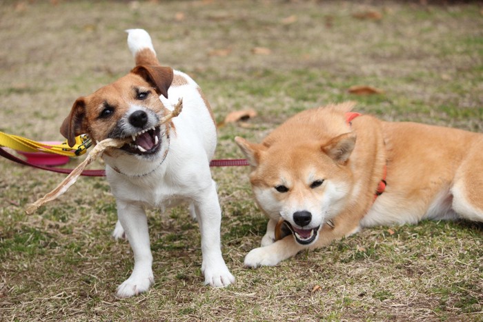 おやつを食べるテリアと柴犬
