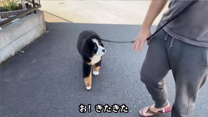 一生懸命歩くどんちゃん