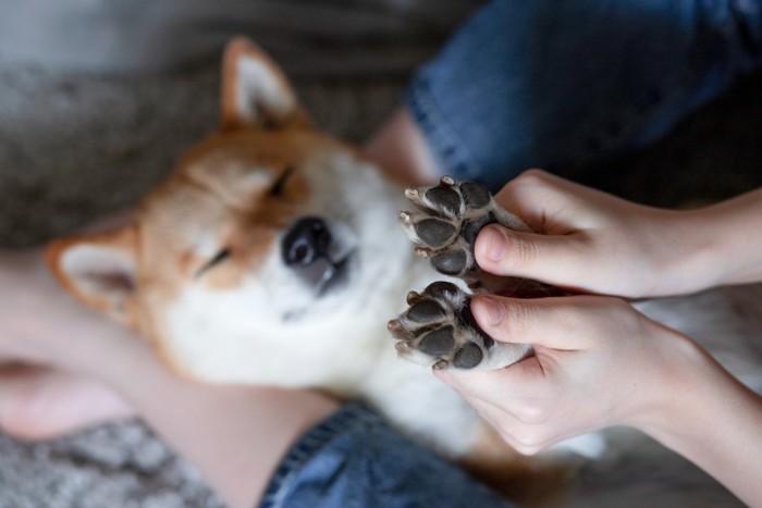 肉球を持たれる柴犬