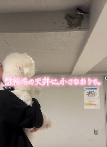 つばめの巣を観察♪