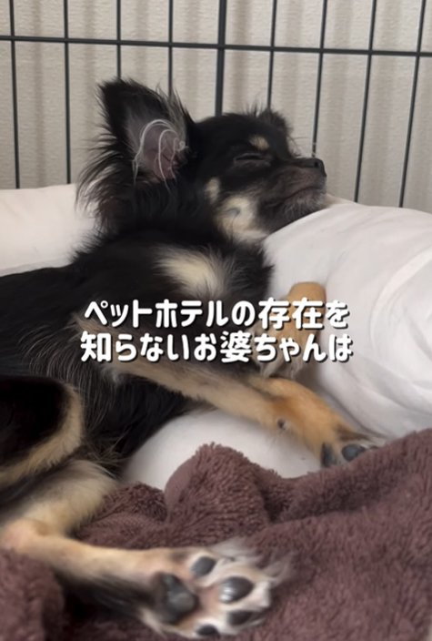 帰省する黒い小型犬
