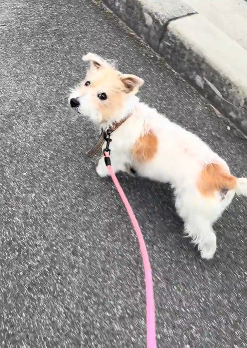 投稿者さんを見つめながらお散歩♡