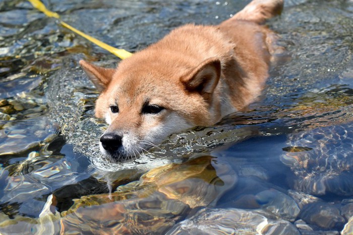 川で泳いでいる柴犬