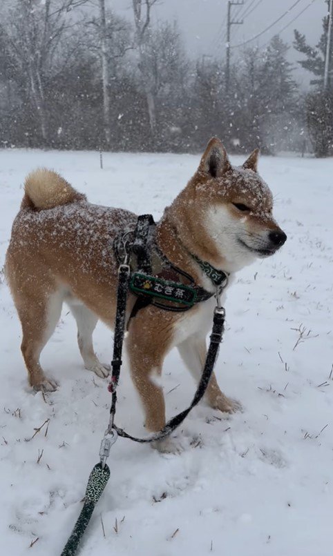 雪の中のむぎ茶くん7