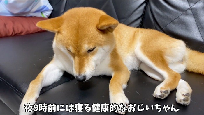 ソファの上でうつむく犬