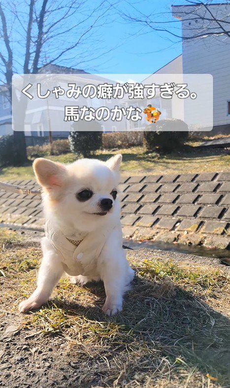 たねちゃんのくしゃみ8