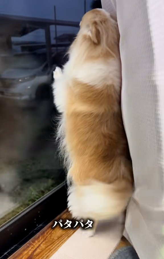 しっぽをパタパタするチワワさん