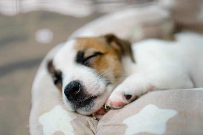 寝ている子犬