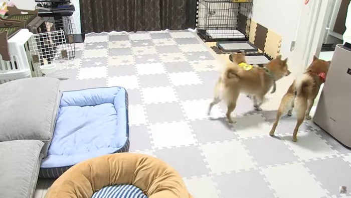 ドアを見る犬3匹