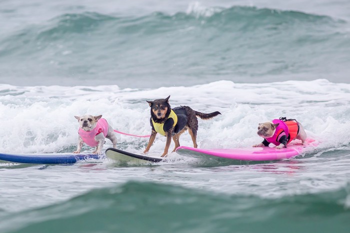 犬とサーフィンする男性