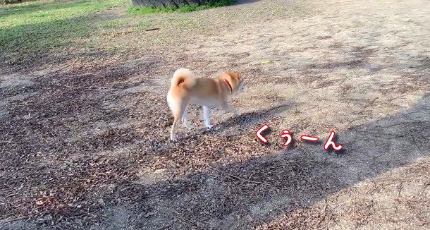 歩き始める犬