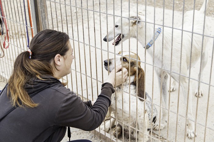 檻の外から犬を触る女性