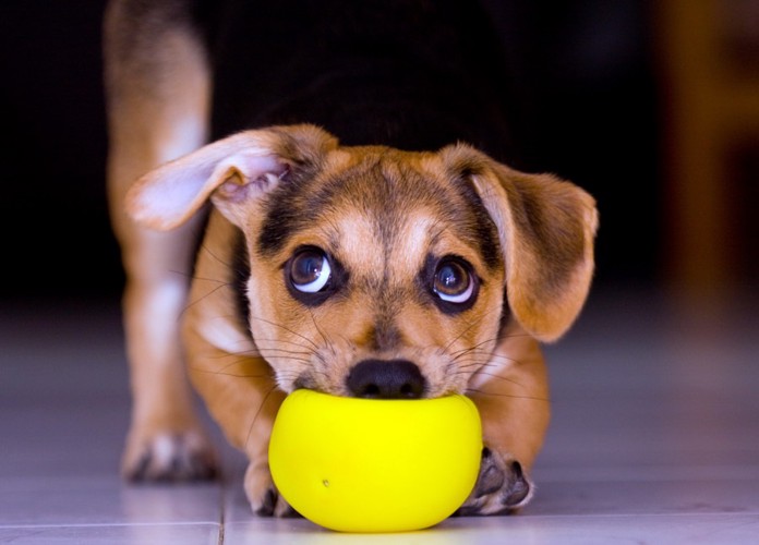 黄色いボールを潰している犬