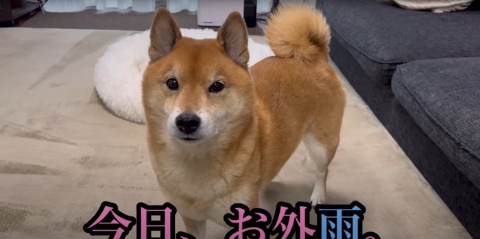 飼い主さんの話をしっかり聞く柴犬