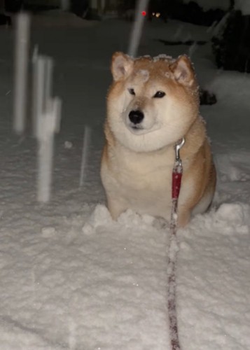 雪に埋まったまま座り込む柴犬