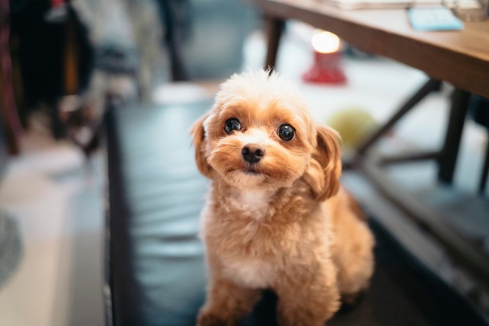 飼い主をじっと見つめる小型犬