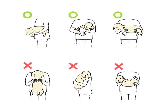 犬の抱き方、○と×、イラスト