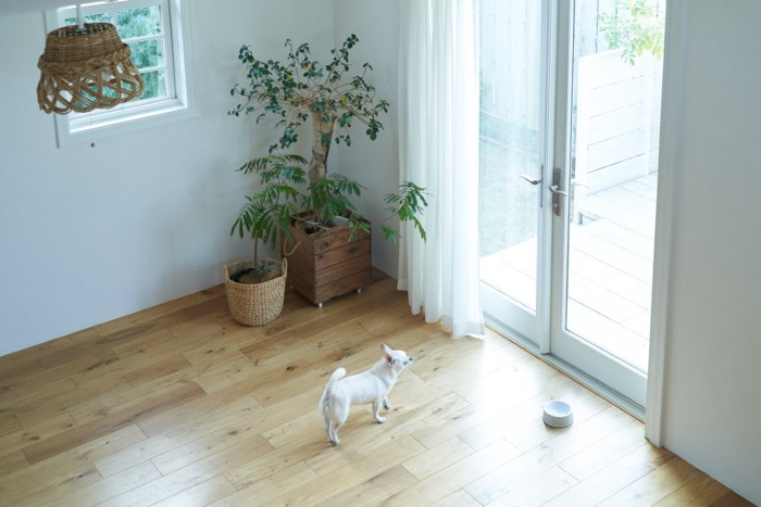 観葉植物と犬