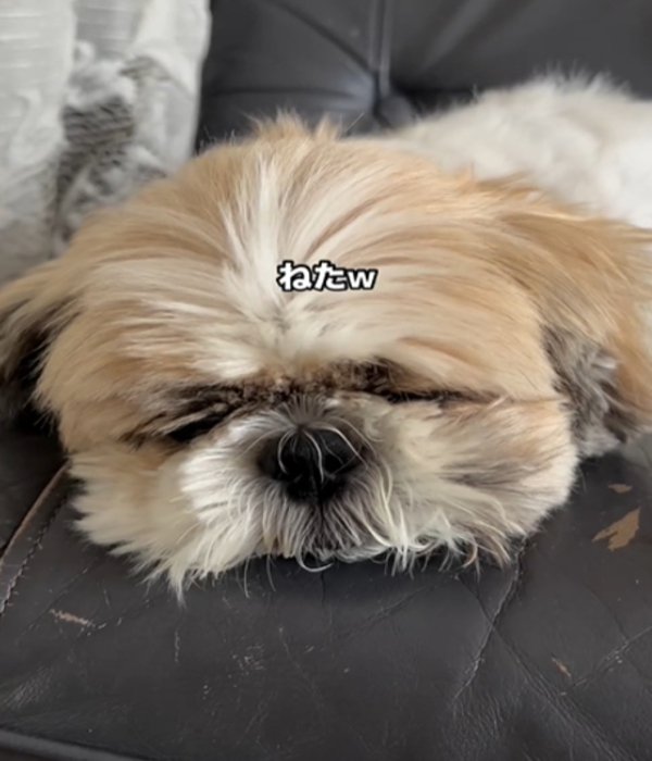 眠る犬