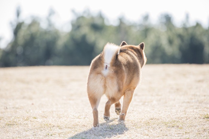 歩く犬の後ろ姿