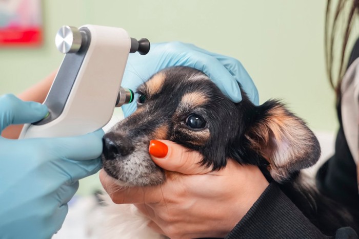 目のチェック