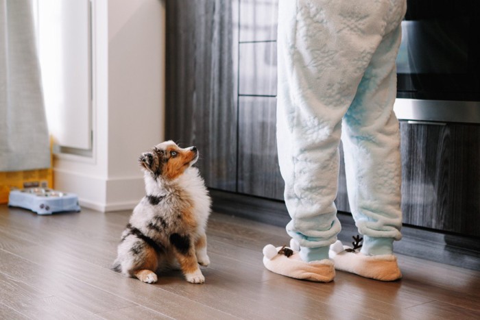 飼い主を見上げながら待てをする子犬