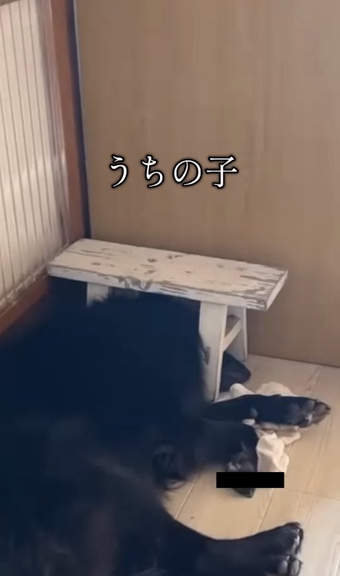 小さな台の下に頭を入れて眠る犬